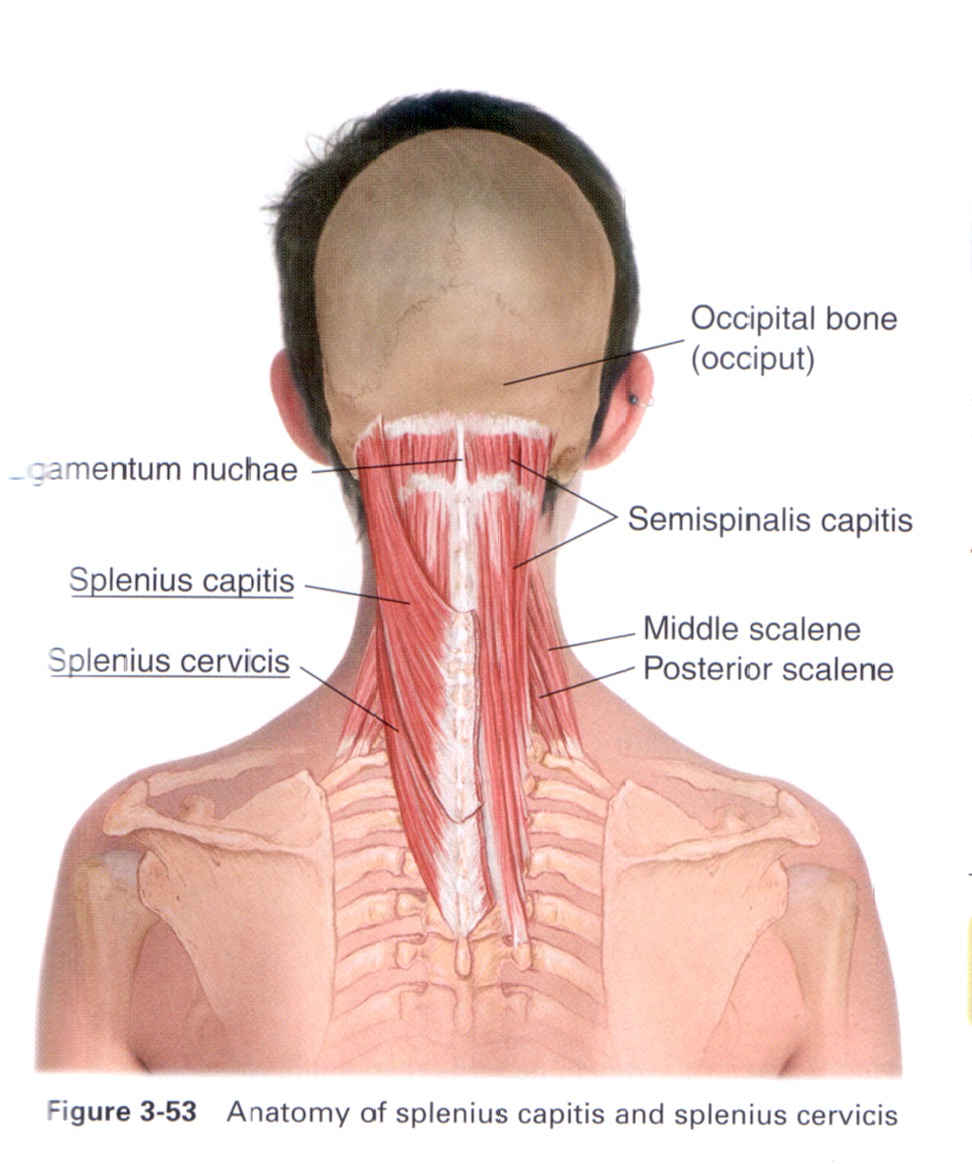 M splenius capitis